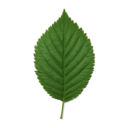 European White Elm leaf